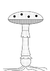 Picture of a mushroom: The fly agaric